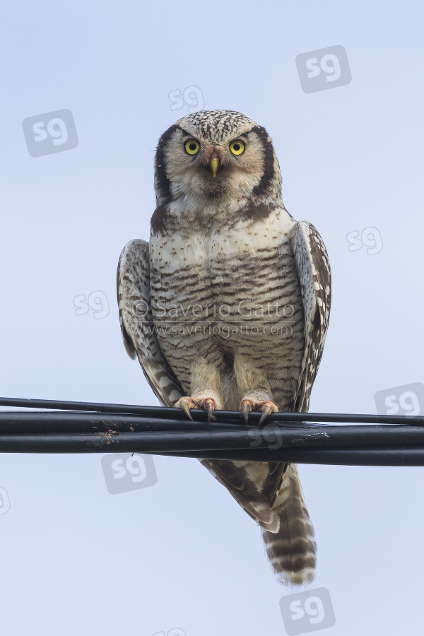 Northern Hawk-Owl, adult perched on a wire